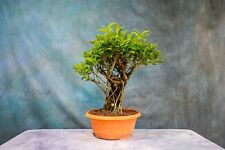 fig weeping for sale  North Fort Myers