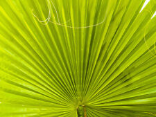 Washingtonia filifera palma usato  Napoli