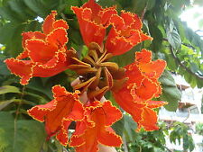 African tulip tree for sale  OLDHAM