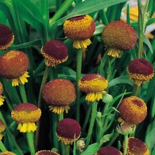 Autumn lollipop helenium for sale  FERRYHILL