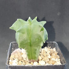 Astrophytum coahuilense kikko for sale  Shipping to United Kingdom