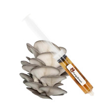 Cogumelo ostra Pleurotus Ostreatus líquido cultura premium 10ml comprar usado  Enviando para Brazil