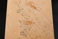 Crevettes fossile hakelocaris d'occasion  Forcalquier