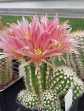 Echinocereus viridiflorus hybr gebraucht kaufen  Lugan