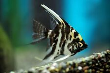 Angel fish mix for sale  LONDON