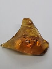 Baltic amber insect for sale  CONSETT