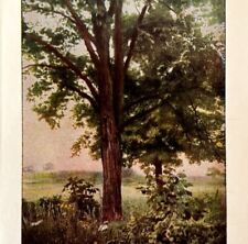 1917 shagbark hickory for sale  Cambridge