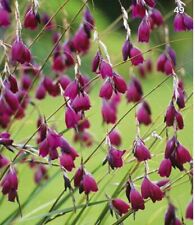 Dierama blackbird angel for sale  GREENOCK