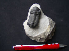 Trilobite phacops sp. d'occasion  Cognin