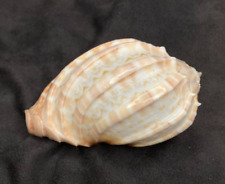 HARPIDAE Harpa major major SPECIAL COLOR  86mm Bohol, Philippines 2008 for sale  Shipping to South Africa