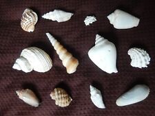 Vintage sea shells for sale  BURY