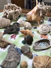 Large collection seashells for sale  WOODSTOCK