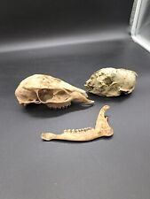 British muntjac skull for sale  EDGWARE