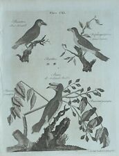 1783 ORIGINAL PRINT PIED HORNBILL BYRRHUS BULL FACED BARBET BURSERA GUMMIFER, used for sale  Shipping to South Africa