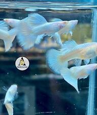 Trio albino white for sale  Houston