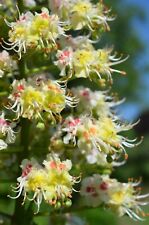 Japanese chestnut aesculus for sale  ST. ASAPH
