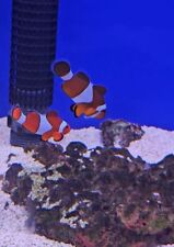 Clownfish pair marine for sale  FARNBOROUGH