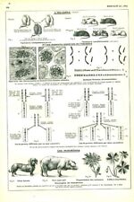 Antique document biology d'occasion  Expédié en Belgium