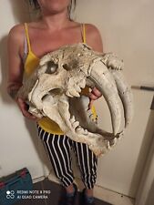 Smilodon populator skull for sale  Shipping to Ireland