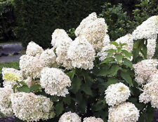 climbing hydrangea for sale  Shipping to Ireland