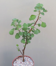 Pelargonium exstipulatum succu for sale  WALTON ON THE NAZE