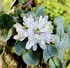 Dendrobium leucocyanum ice for sale  Pullman