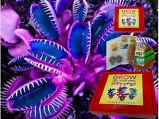 Venus flytrap purple for sale  STOCKTON-ON-TEES