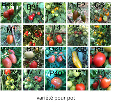 Graine tomate variété d'occasion  La Pacaudière