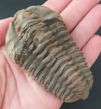 Grande trilobite fossile usato  Udine