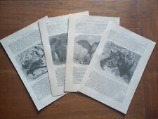 Bats...4 antique prints..1900 d'occasion  Saint-Cyprien
