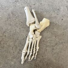 Anatomical right foot for sale  Grand Forks