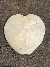 Fossil dinosaur heart for sale  LONDON