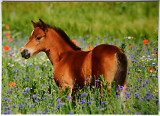Pferde postkarte neues gebraucht kaufen  Langen