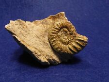 Ammonite orthosphinctes sp. usato  Napoli