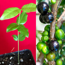 Jaboticaba plinia cauliflora for sale  Jupiter