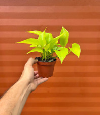 Neon plant pot for sale  Homestead