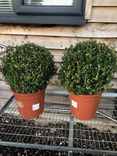buxus for sale  WORTHING