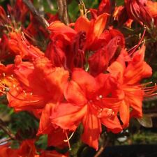 Rhododendron fireball 9cm for sale  CRANBROOK