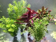 Angebot bund aquariumpflanzen gebraucht kaufen  Oberottmarshausen