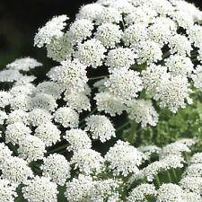 100 giant ammi for sale  WARRINGTON