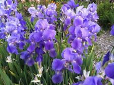 Iris pallida fragrant for sale  Gate City