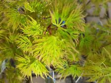 Ahorn acer palmatum gebraucht kaufen  Sonsbeck