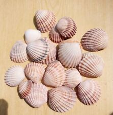 Natural cockle seashells for sale  TUNBRIDGE WELLS