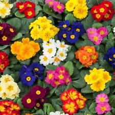 Primula mixed seeds for sale  UK
