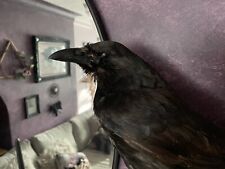 Crow taxidermy gothic for sale  SHEPPERTON