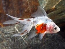 Calico fantail fancy for sale  PAISLEY