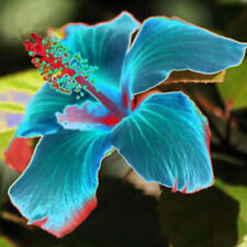 50 sementes de hibisco azul neo hibisco rosa-sinensis sementes de flores de jardim, usado comprar usado  Enviando para Brazil