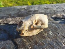 Badger skull lower for sale  WADEBRIDGE