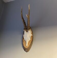 Buck deer roe for sale  LUTON
