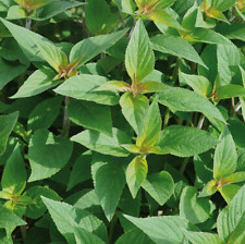 Pineapple sage plant for sale  WORKSOP